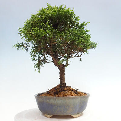 Vonkajší bonsai - Juniperus chinensis Itoigawa -Jalovec čínsky - 2