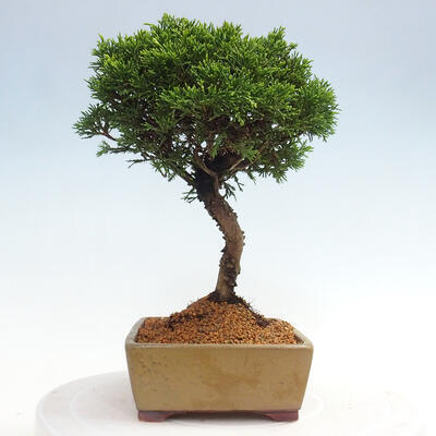 Vonkajší bonsai - Juniperus chinensis Itoigawa -Jalovec čínsky - 2