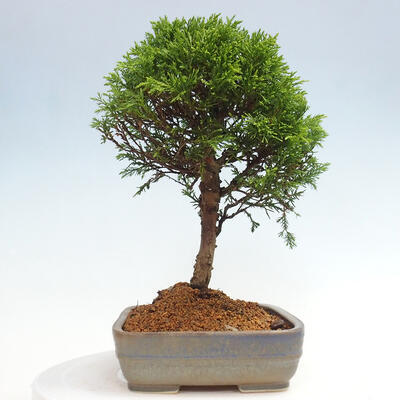 Vonkajší bonsai - Juniperus chinensis Itoigawa -Jalovec čínsky - 2