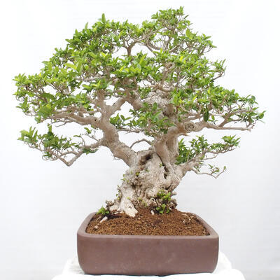 Izbová bonsai - Premna serratifolia - Kozlovoň malolistá - 2