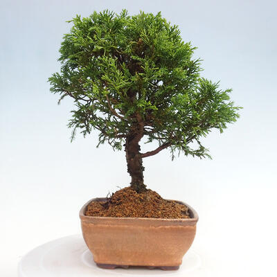 Vonkajší bonsai - Juniperus chinensis Itoigawa -Jalovec čínsky - 2