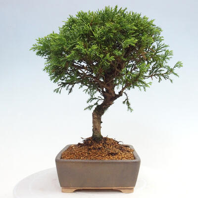 Vonkajší bonsai - Juniperus chinensis Itoigawa -Jalovec čínsky - 2