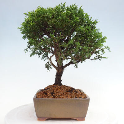 Vonkajší bonsai - Juniperus chinensis Itoigawa -Jalovec čínsky - 2