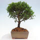 Vonkajší bonsai - Juniperus chinensis Itoigawa -Jalovec čínsky - 2/4