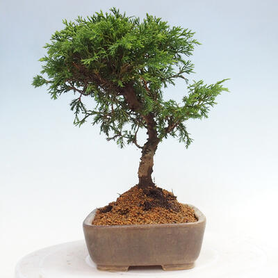 Vonkajší bonsai - Juniperus chinensis Itoigawa -Jalovec čínsky - 2