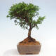 Vonkajší bonsai - Juniperus chinensis Itoigawa -Jalovec čínsky - 2/4