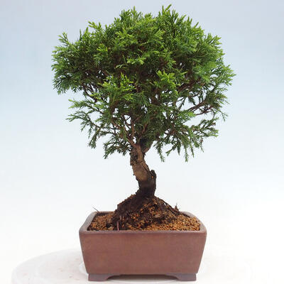 Vonkajší bonsai - Juniperus chinensis Itoigawa -Jalovec čínsky - 2