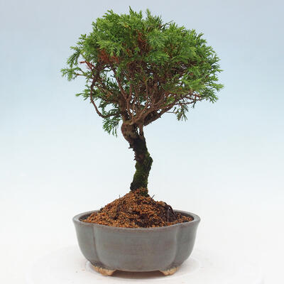 Vonkajší bonsai - Juniperus chinensis Itoigawa -Jalovec čínsky - 2