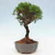 Vonkajší bonsai - Juniperus chinensis Itoigawa -Jalovec čínsky - 2/4