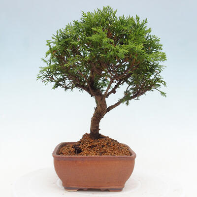 Vonkajší bonsai - Juniperus chinensis Itoigawa -Jalovec čínsky - 2