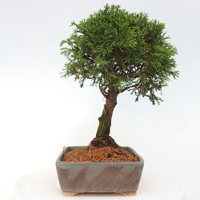 Vonkajší bonsai - Juniperus chinensis Itoigawa -Jalovec čínsky - 2