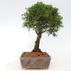 Vonkajší bonsai - Juniperus chinensis Itoigawa -Jalovec čínsky - 2/4