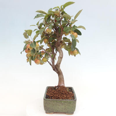 Vonkajší bonsai -Malus halliana - Maloplodá jabloň - 2