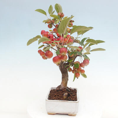 Vonkajší bonsai -Malus halliana - Maloplodá jabloň - 2