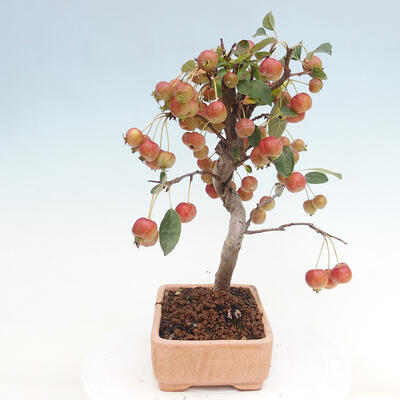 Vonkajší bonsai -Malus halliana - Maloplodá jabloň - 2