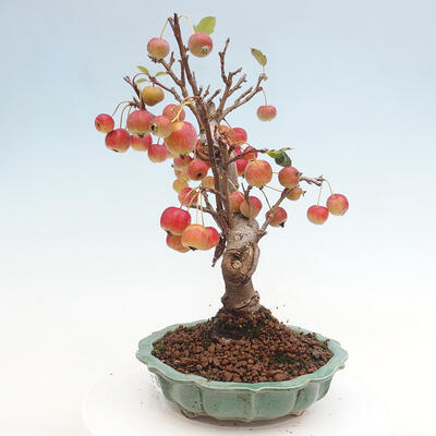 Vonkajší bonsai -Malus halliana - Maloplodá jabloň - 2