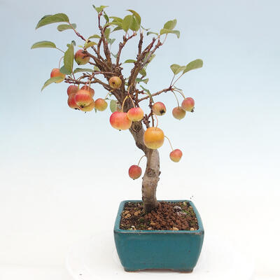 Vonkajší bonsai -Malus halliana - Maloplodá jabloň - 2