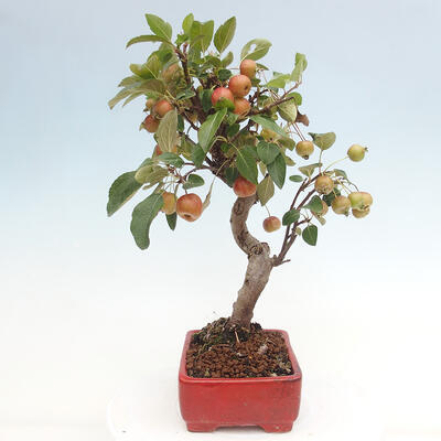 Vonkajší bonsai -Malus halliana - Maloplodá jabloň - 2