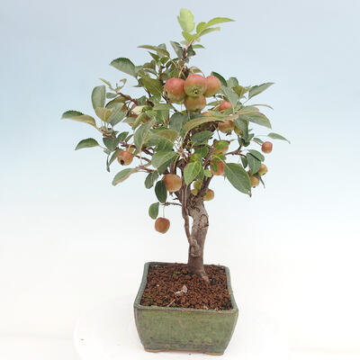 Vonkajší bonsai -Malus halliana - Maloplodá jabloň - 2