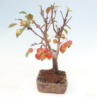 Vonkajší bonsai -Malus halliana - Maloplodá jabloň - 2