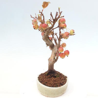 Vonkajší bonsai -Malus halliana - Maloplodá jabloň - 2