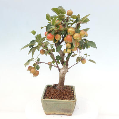 Vonkajší bonsai -Malus halliana - Maloplodá jabloň - 2