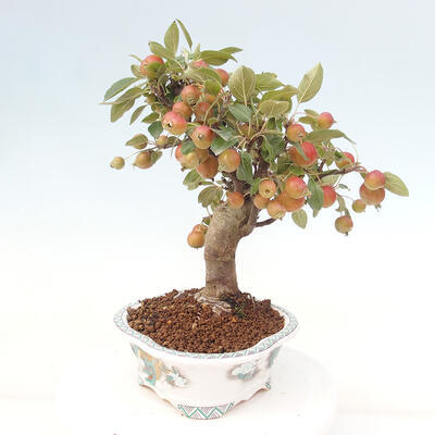 Vonkajší bonsai -Malus halliana - Maloplodá jabloň - 2