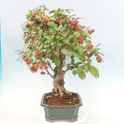 Vonkajší bonsai -Malus halliana - Maloplodá jabloň - 2