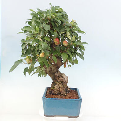 Vonkajší bonsai -Malus halliana - Maloplodá jabloň - 2