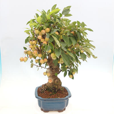 Vonkajší bonsai -Malus halliana - Maloplodá jabloň - 2