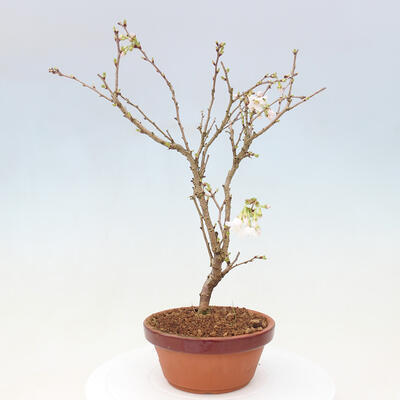 Vonkajší bonsai - Prunus incisa Kojou-no mai-Višňa vyrezaná - 2