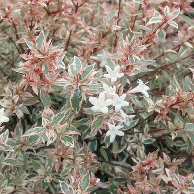 Vonkajší bonsai - Abelia grandiflora 'Confetti' - Abélia - 2