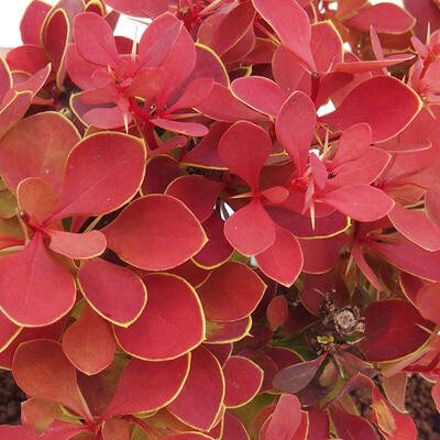 Vonkajší bonsai - Berberis thunbergii Ruby Star - Drištál - 2