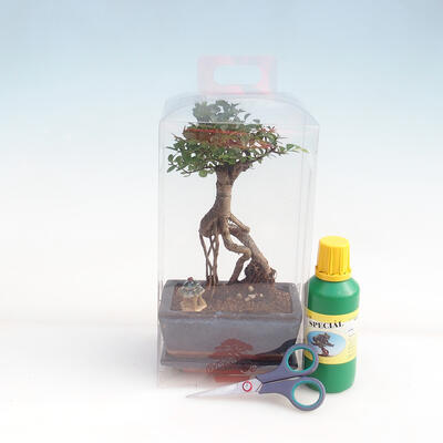 Izbová bonsai v darčekovej krabičke pre chlapcov - Izbový brest - Ulmus parvifolia - 2