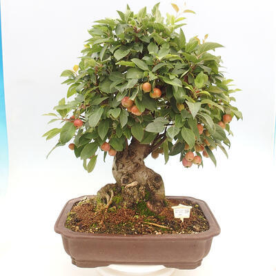 Vonkajší bonsai -Malus halliana - Maloplodá jabloň - 2