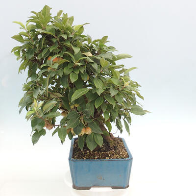 Vonkajší bonsai -Malus halliana - Maloplodá jabloň - 2