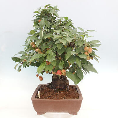 Vonkajší bonsai -Malus halliana - Maloplodá jabloň - 2