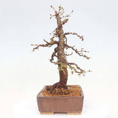 Vonkajší bonsai -Larix decidua - Smrekovec opadavý - 2