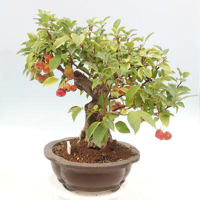 Vonkajší bonsai -Malus halliana - Maloplodá jabloň - 2