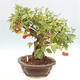 Vonkajší bonsai -Malus halliana - Maloplodá jabloň - 2/6