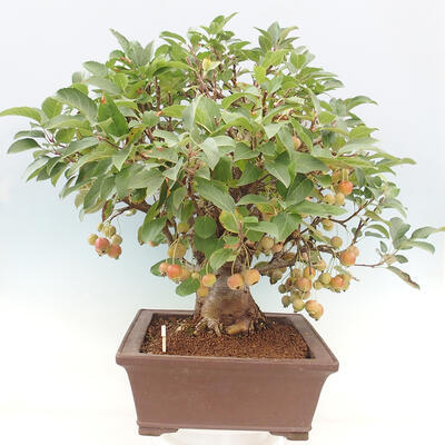 Vonkajší bonsai -Malus halliana - Maloplodá jabloň - 2