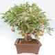 Vonkajší bonsai -Malus halliana - Maloplodá jabloň - 2/6