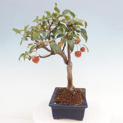 Vonkajší bonsai -Malus halliana - Maloplodá jabloň - 2