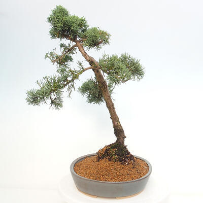 Vonkajšie bonsai - Juniperus chinensis Kishu -Jalovec čínsky - 2