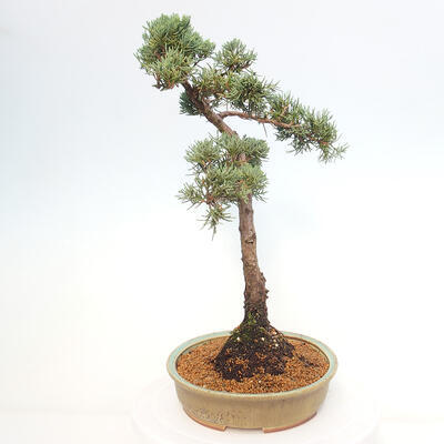 Vonkajšie bonsai - Juniperus chinensis Kishu -Jalovec čínsky - 2