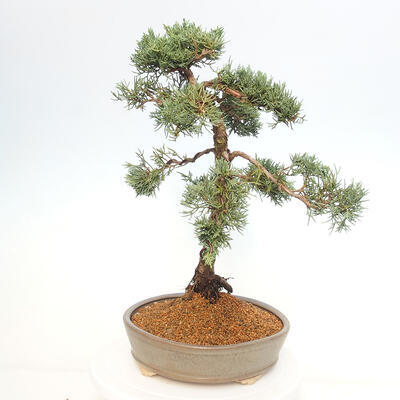 Vonkajšie bonsai - Juniperus chinensis Kishu -Jalovec čínsky - 2