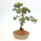 Vonkajšie bonsai - Juniperus chinensis Kishu -Jalovec čínsky - 2/5