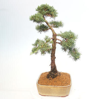 Vonkajšie bonsai - Juniperus chinensis Kishu -Jalovec čínsky - 2