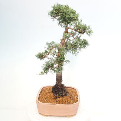 Vonkajšie bonsai - Juniperus chinensis Kishu -Jalovec čínsky - 2