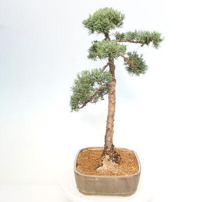 Vonkajšie bonsai - Juniperus chinensis Kishu -Jalovec čínsky - 2